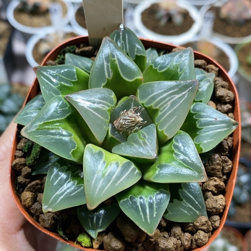 【闪购商品】16绿玻璃