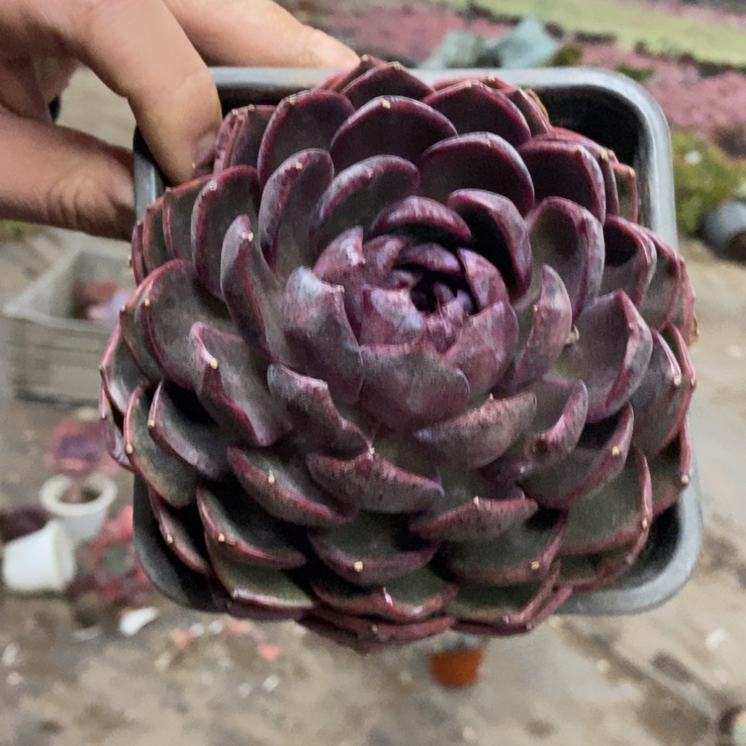 溜溜球大单头老桩