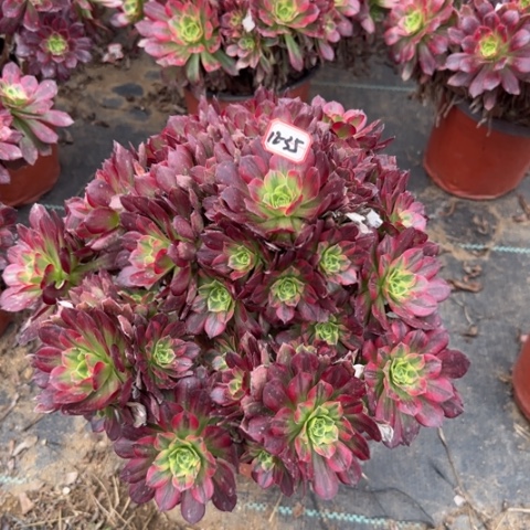 12-35安娜多肉植物