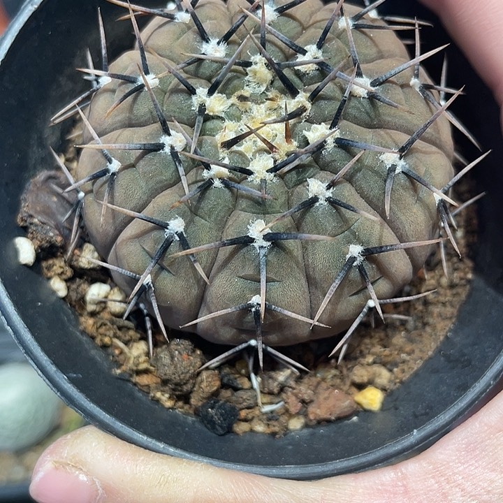 实生怪龙王仙人球一颗