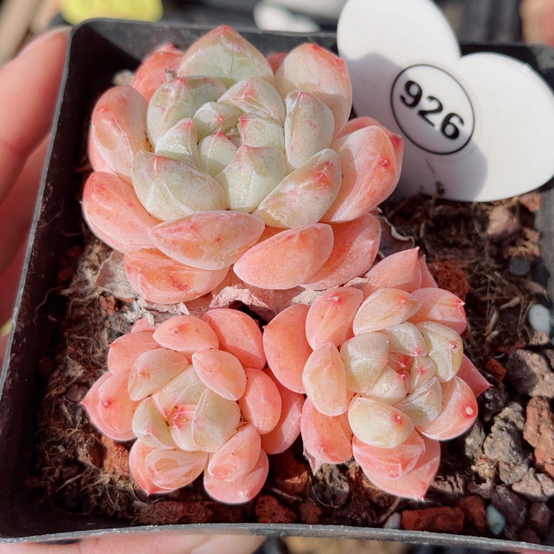 926号小老桩浮玉群