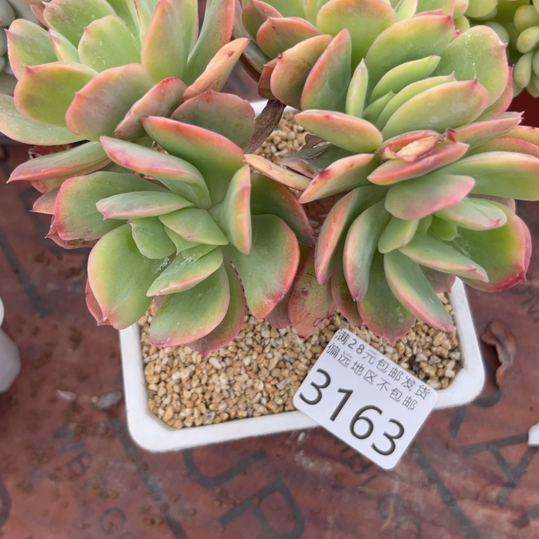 大3163；v xv c vv b