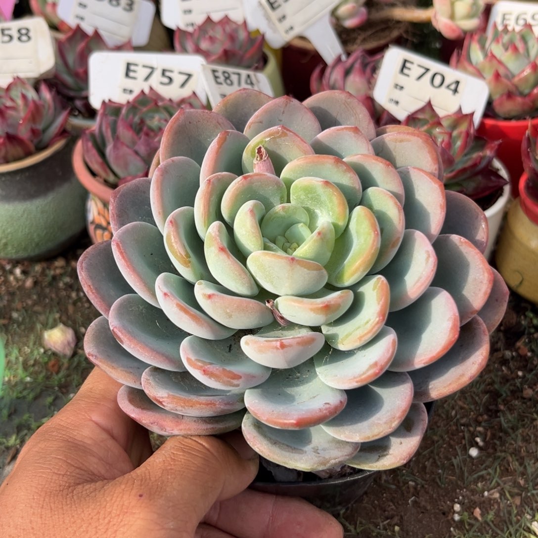 奥橙多肉植物965号