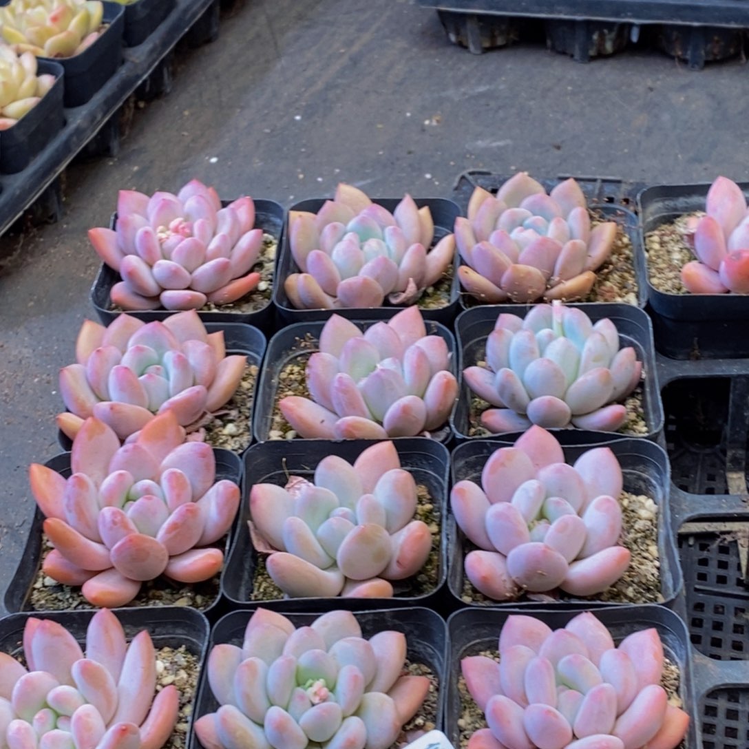 090多肉植物保护研究所所长