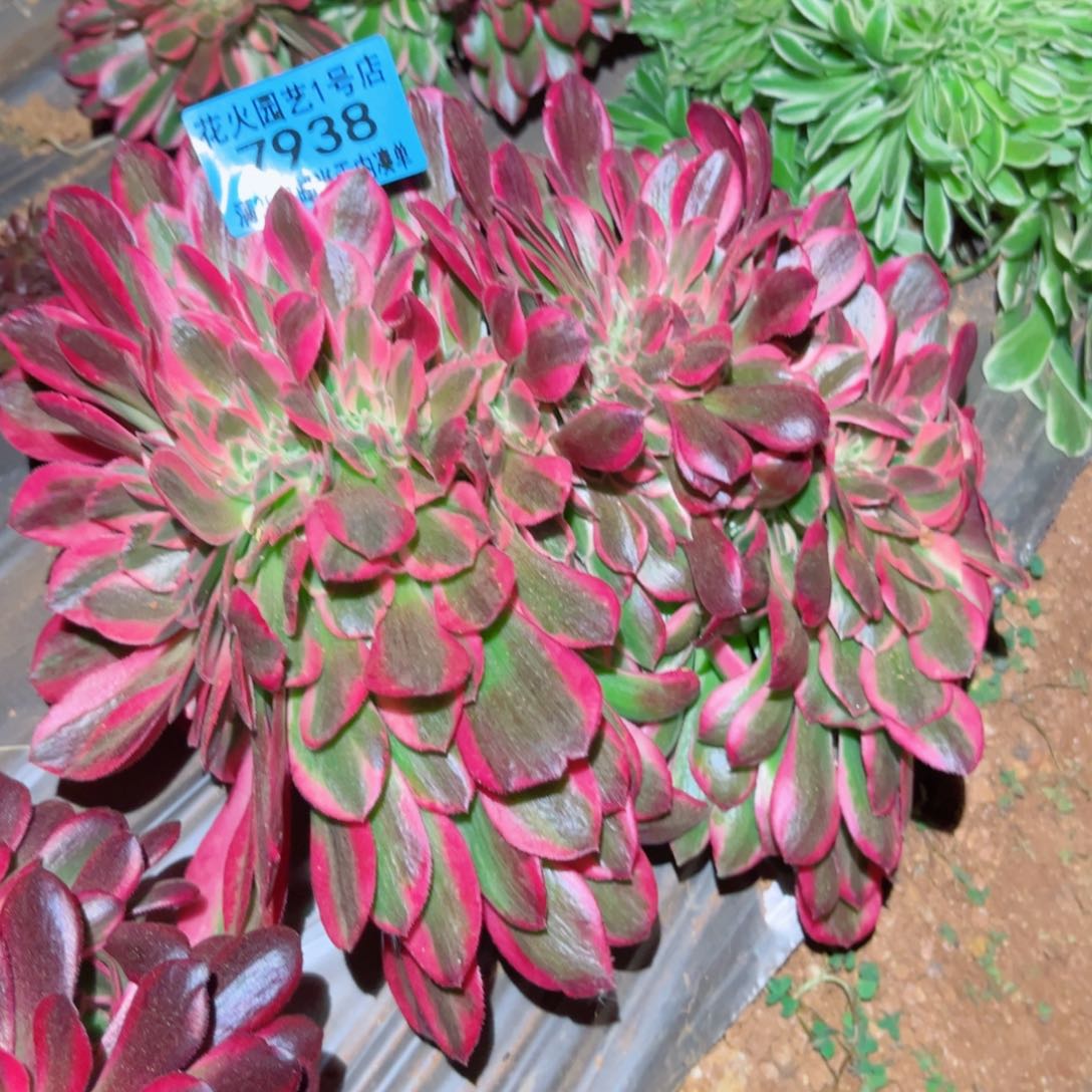 女郎缀 7938 多肉植物