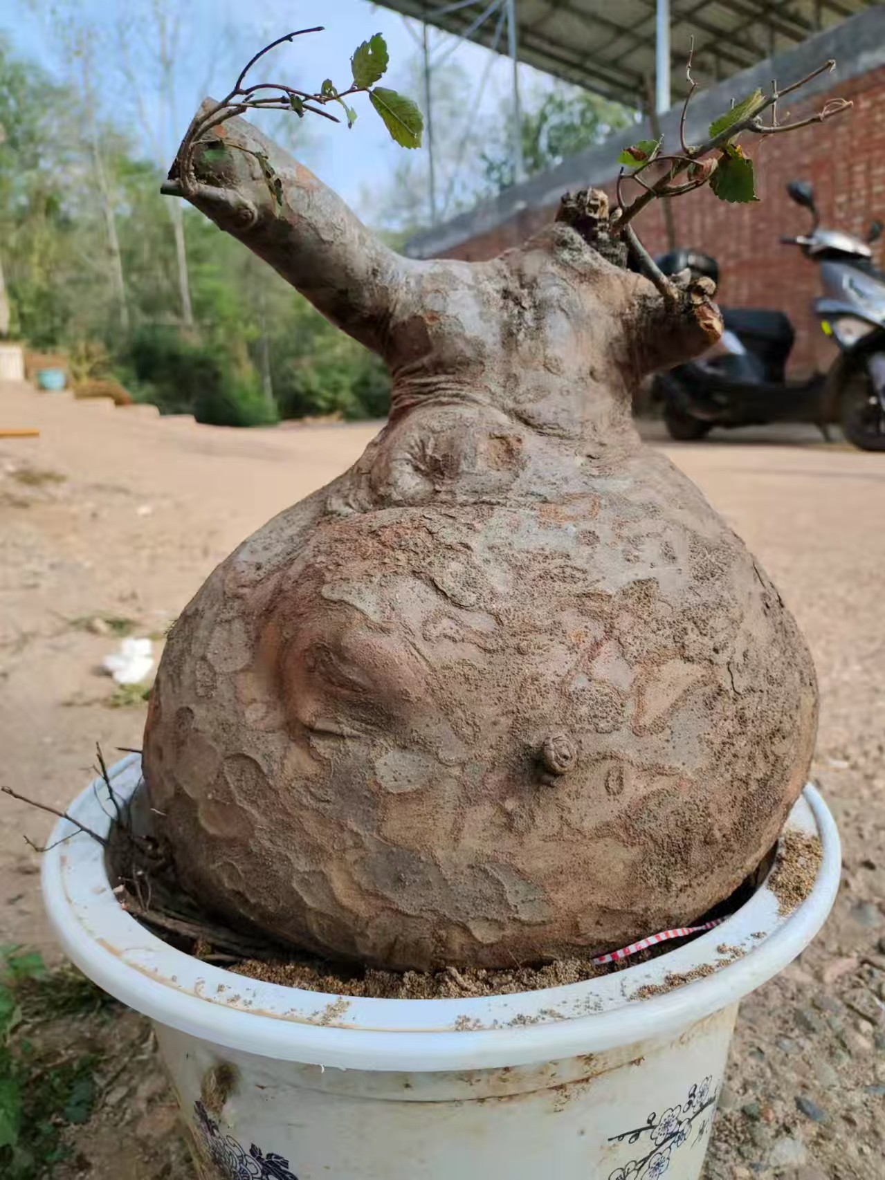 盆景绿植花卉植物观赏专用一物一拍