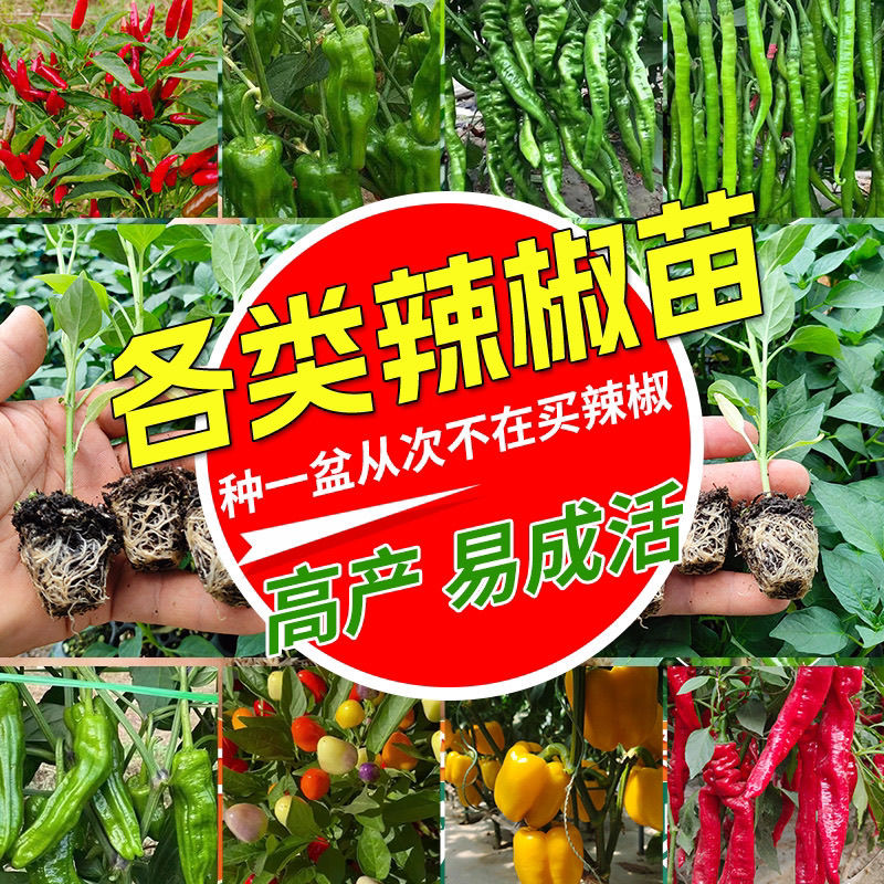 苗秧苗螺丝椒小米薄皮庭院室内优质正品本地辣椒番茄蔬菜苗辣椒苗