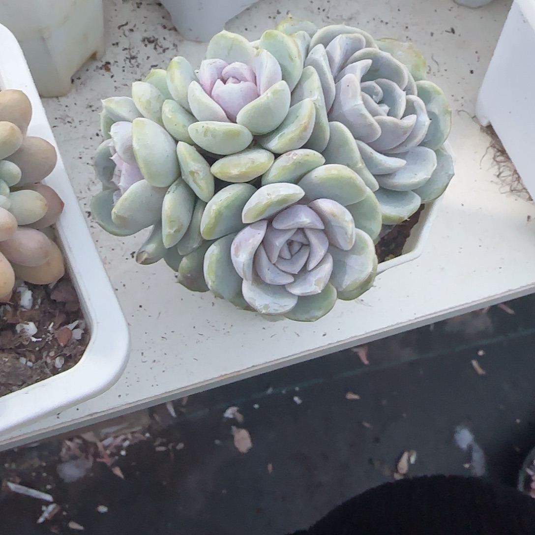 青蛙王子儿童牙膏套装11