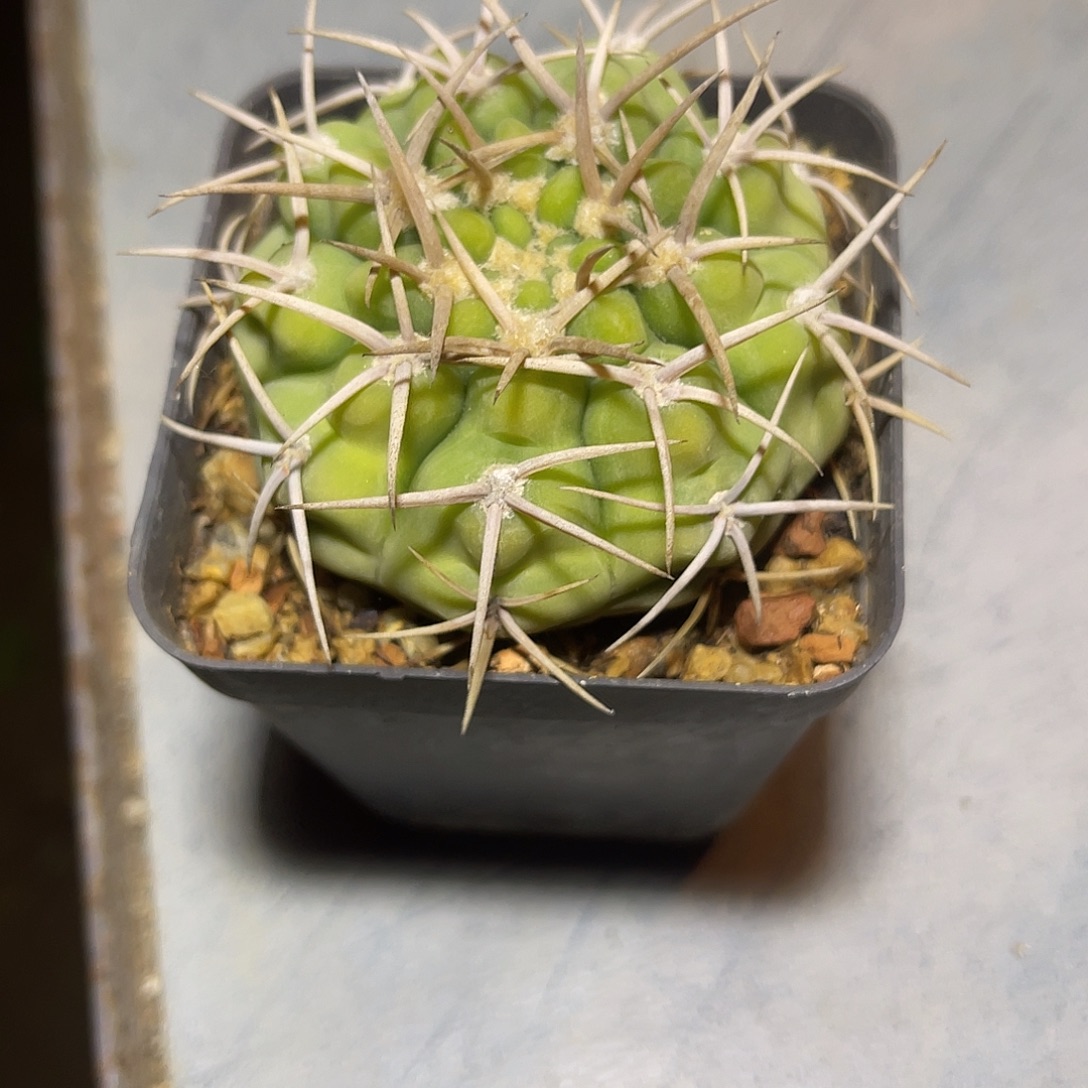 实生大尤龟甲碧岩玉仙人球