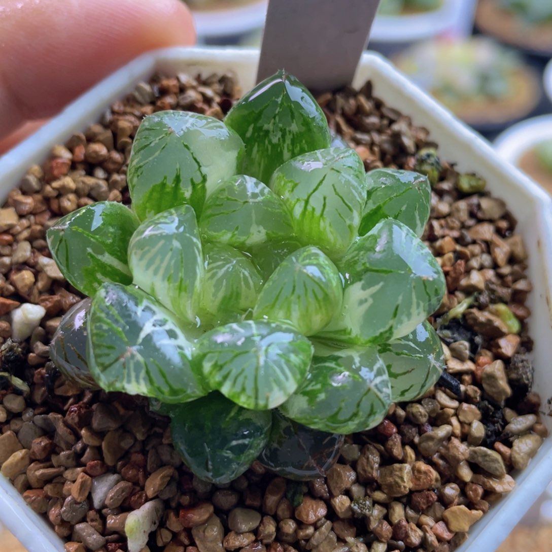 9.十二款多肉塑料皮玉露锦。   