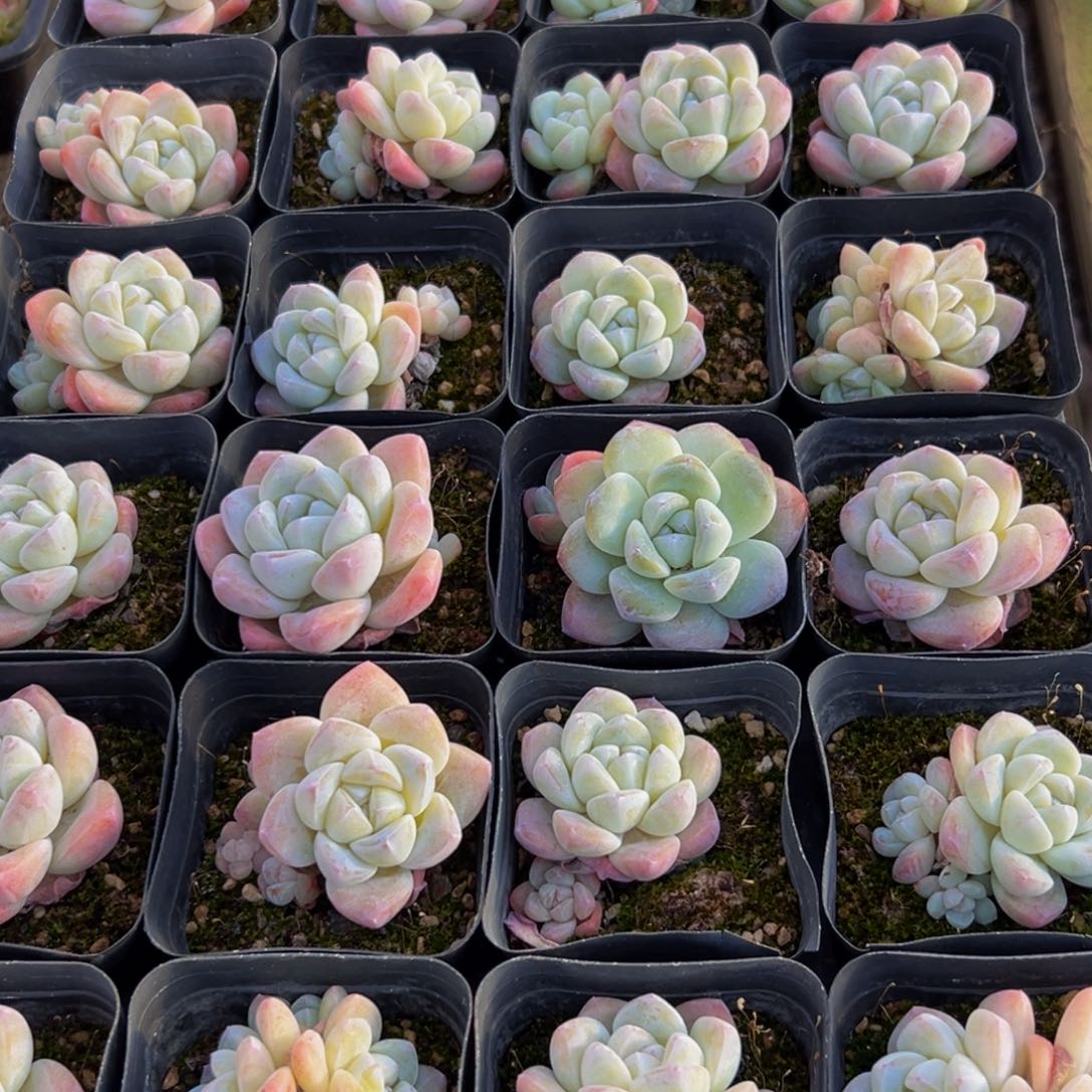 用***0248多肉葡萄领导人的接见