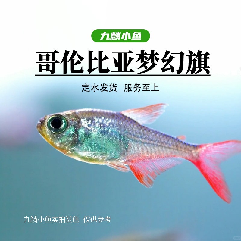 九鳞小鱼 【哥伦比亚梦幻旗】   满三单发货