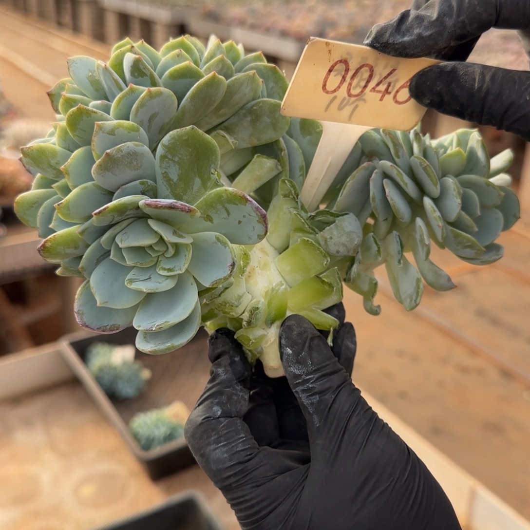 墨***光0046。      凤橙缀多肉