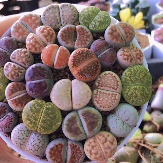 无花朵1193，如图9厘米盆