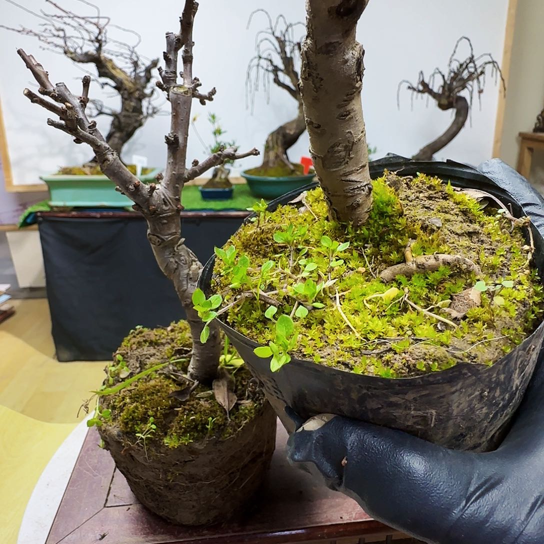 半***光无花朵地方货架看恐龙