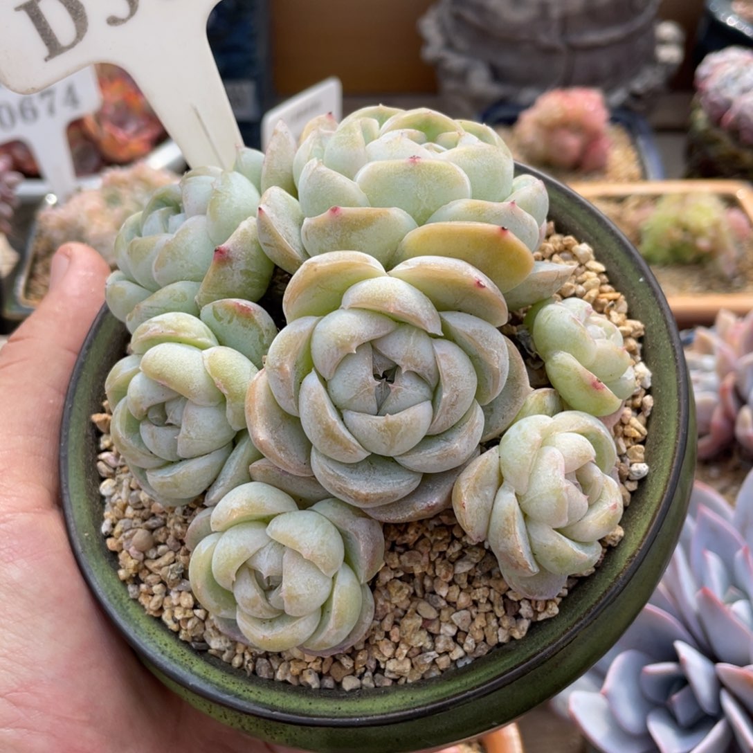 388胖虎不带盆12厘米