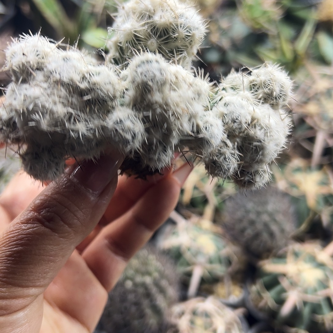 都锦有根仙人球666666