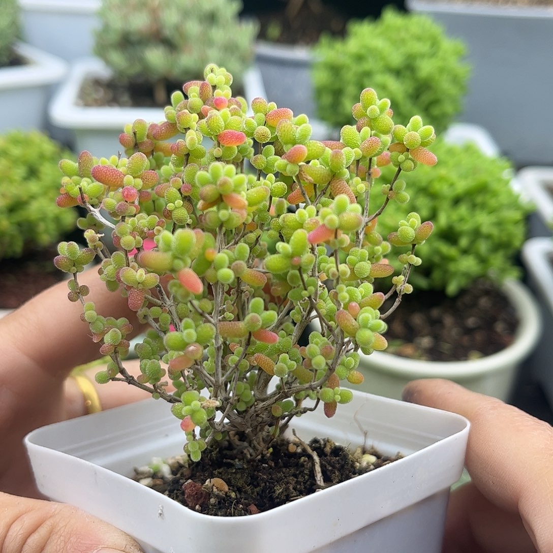 47蜜桔糖球优选枝干