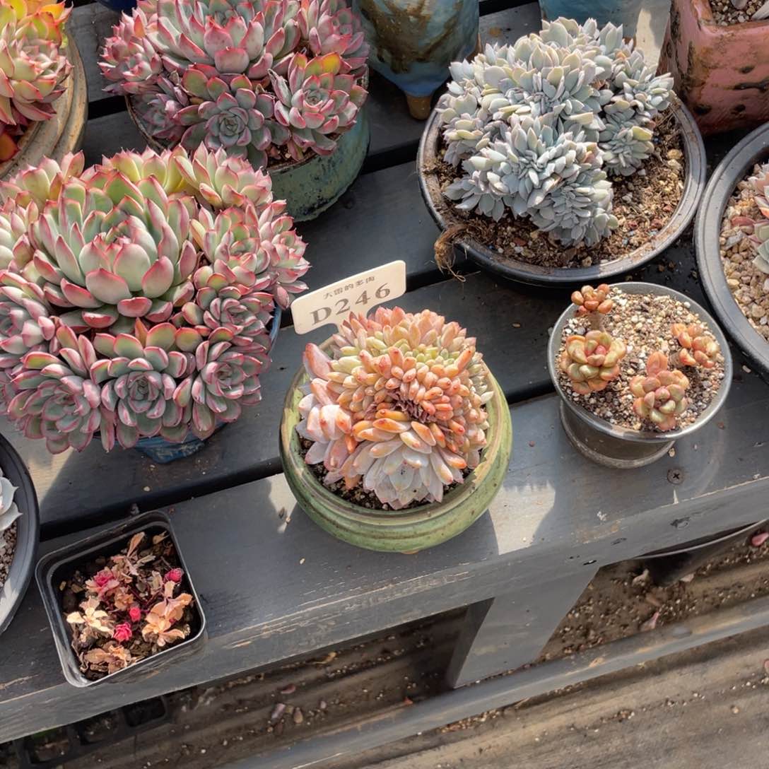 ?****猫246橙子缀不带盆啦啦