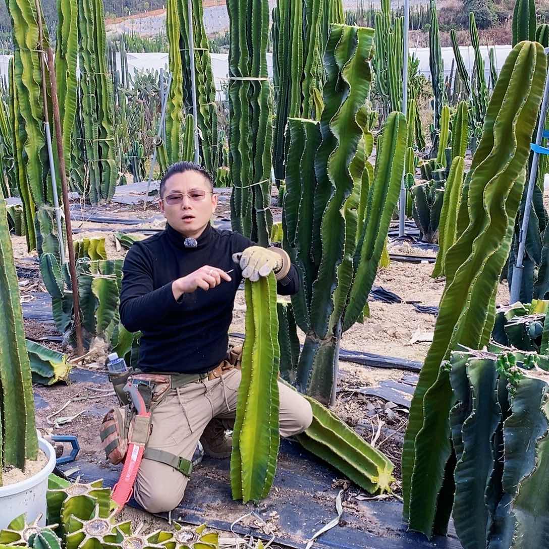 秘鲁苹果高度80厘米以上无根