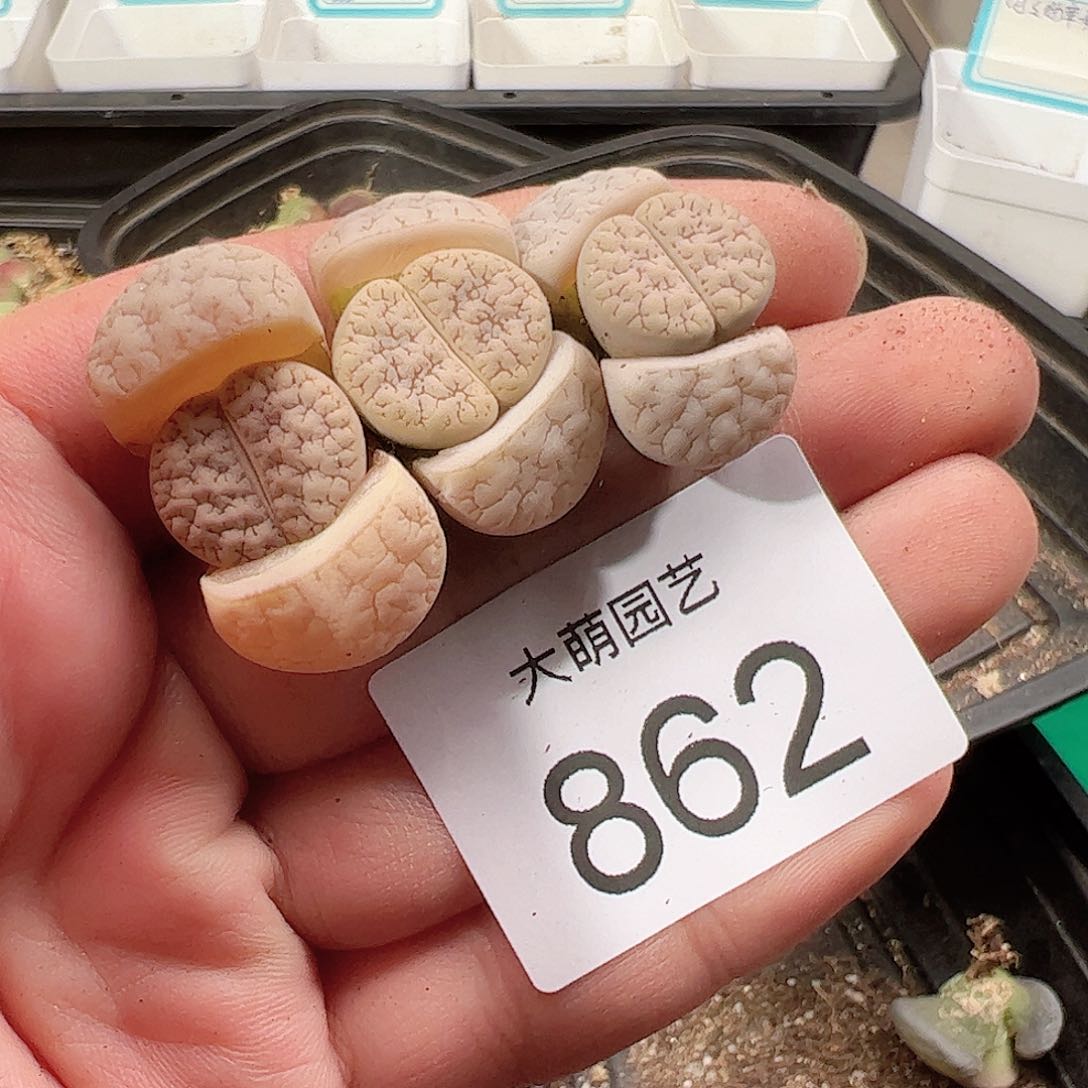 0000862 一物一拍……