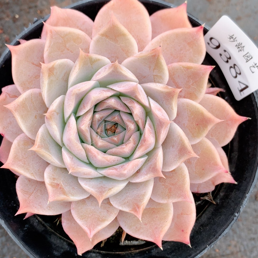 9384新年快乐发发发