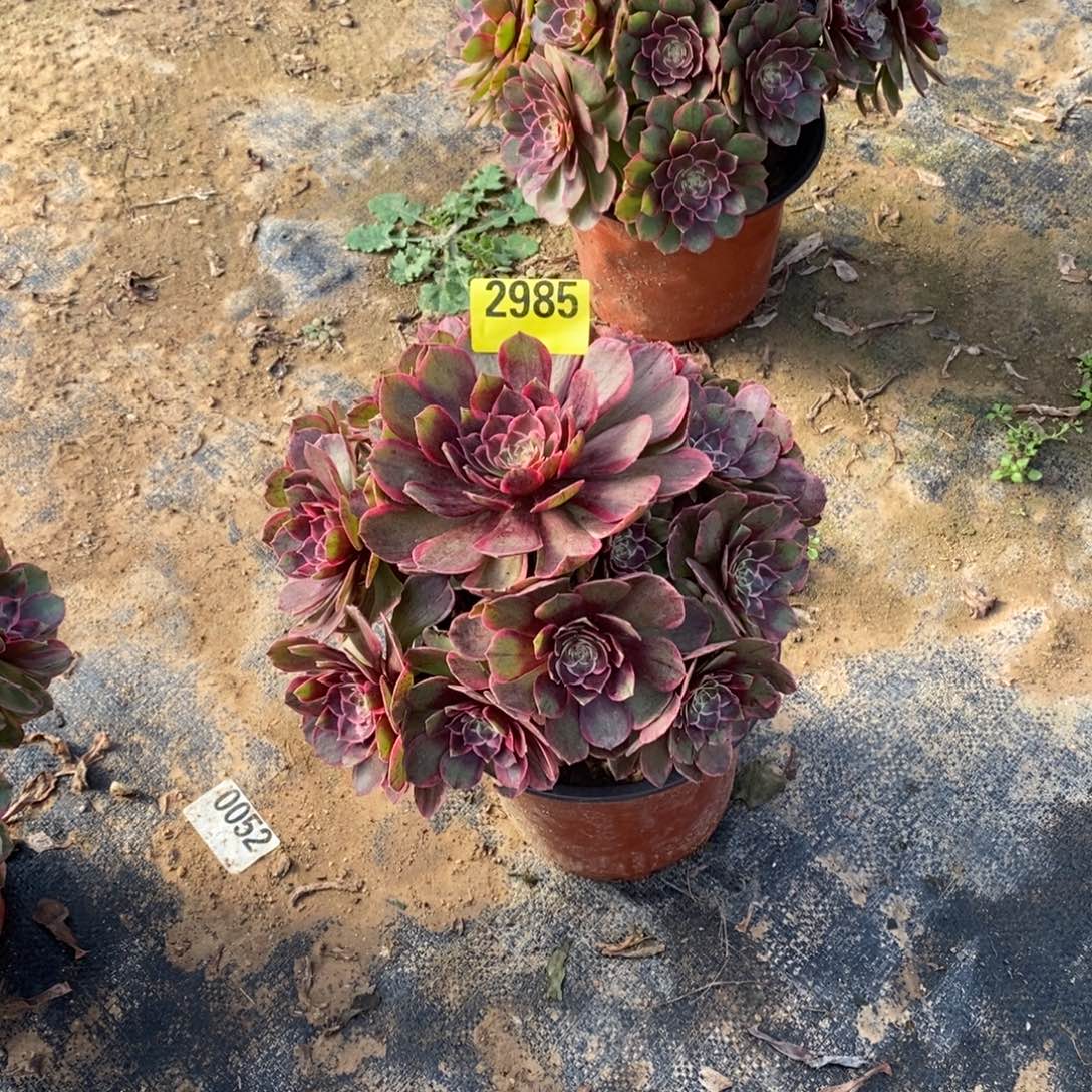 粉花妖多肉植物2985