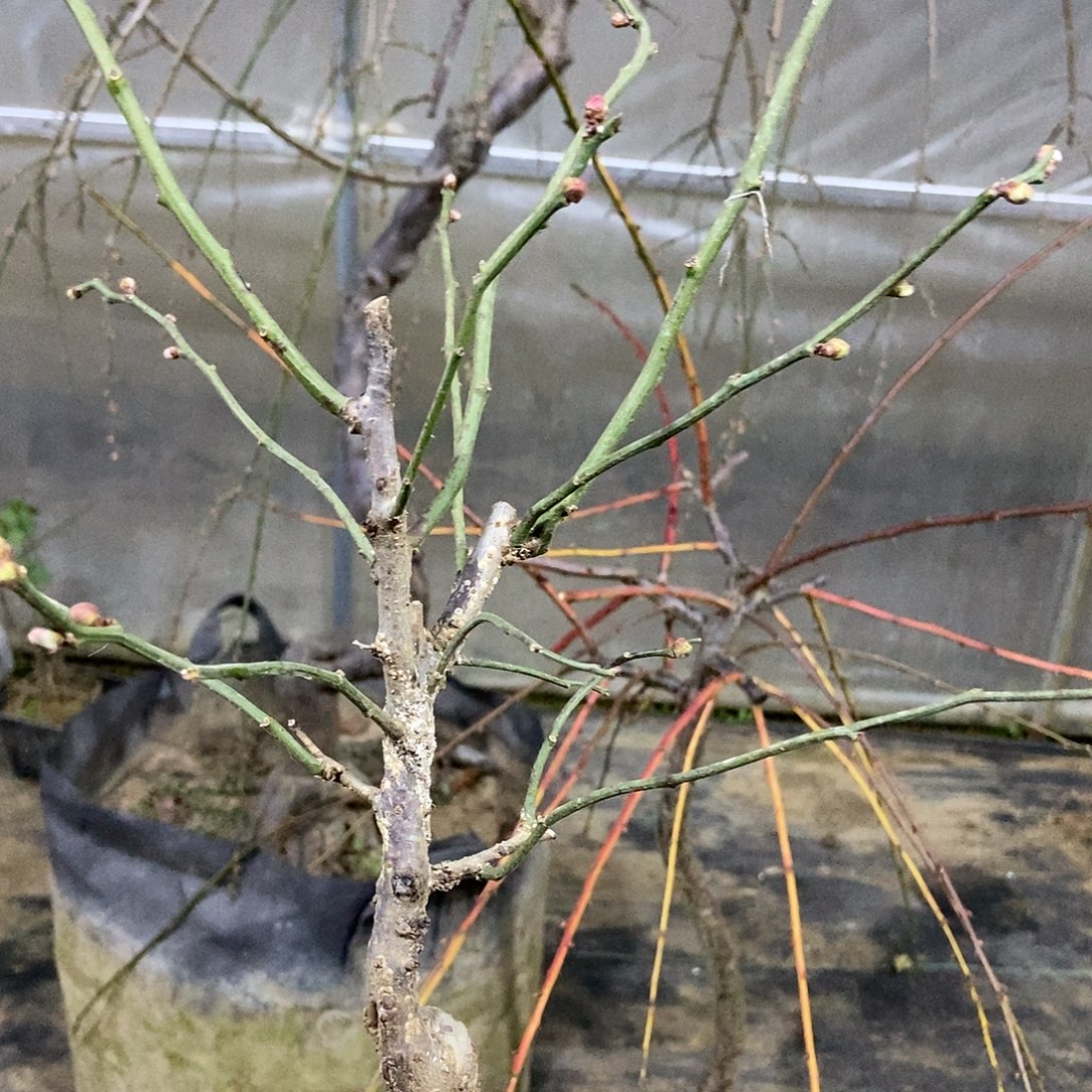 无花朵原生龙游梅