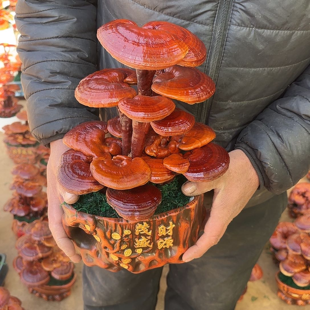 无花朵灵芝是我国著名植物