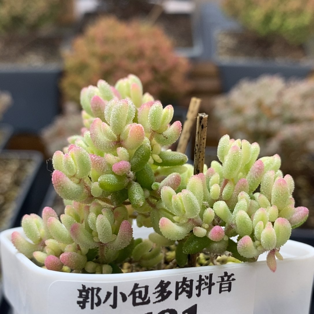 红宝石4681年后发货