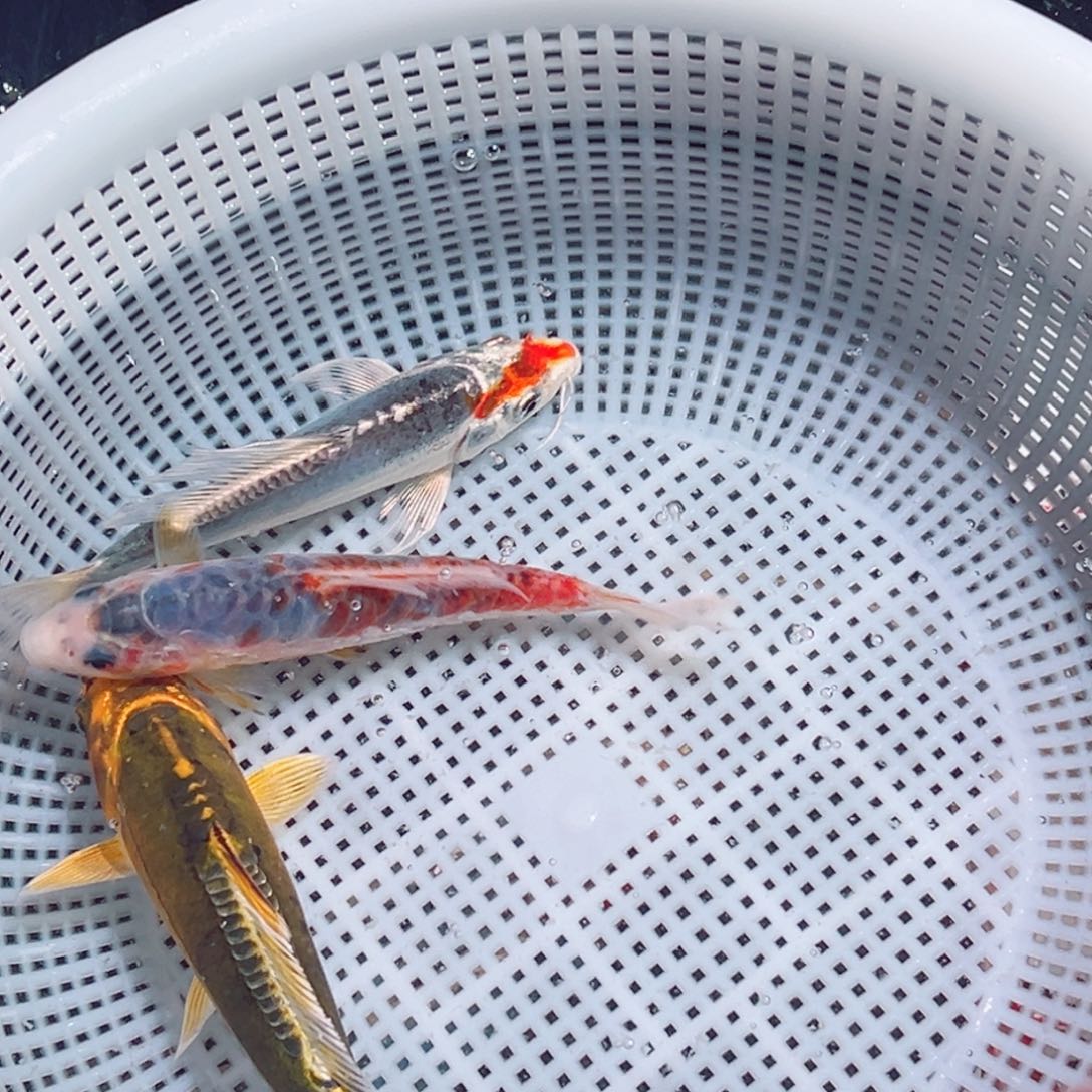 锦鲤锦鲤观赏鱼1111