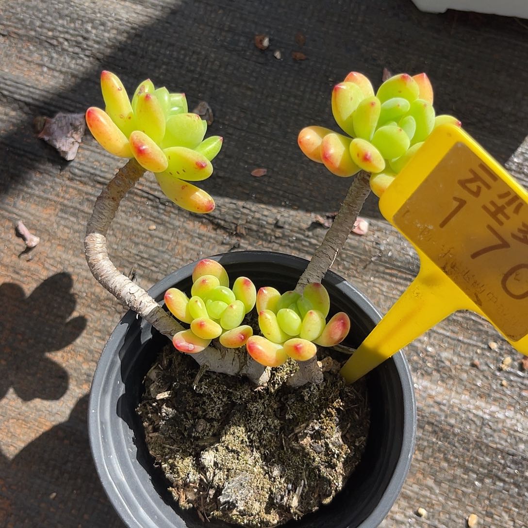 云尘多肉一物一拍 170,