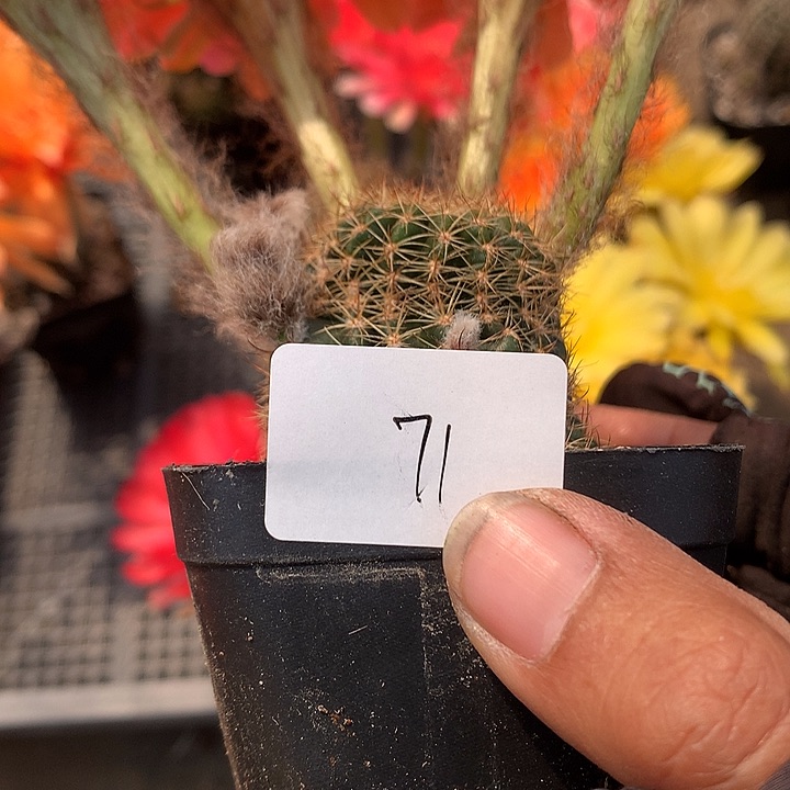 71 实生丽花6.5厘米盆 球体缺水