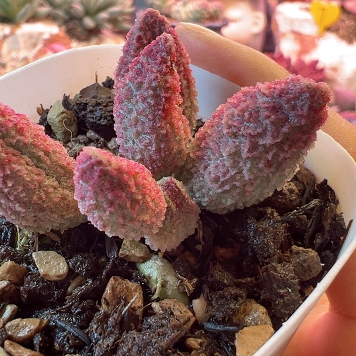 姐***肉可以说是一个很