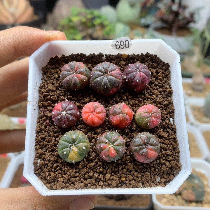 小兜锦实生10颗带盆1cm