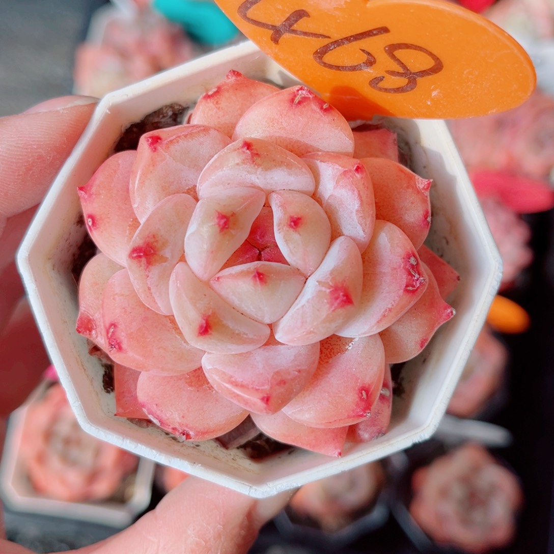 468号小老桩糖心单头