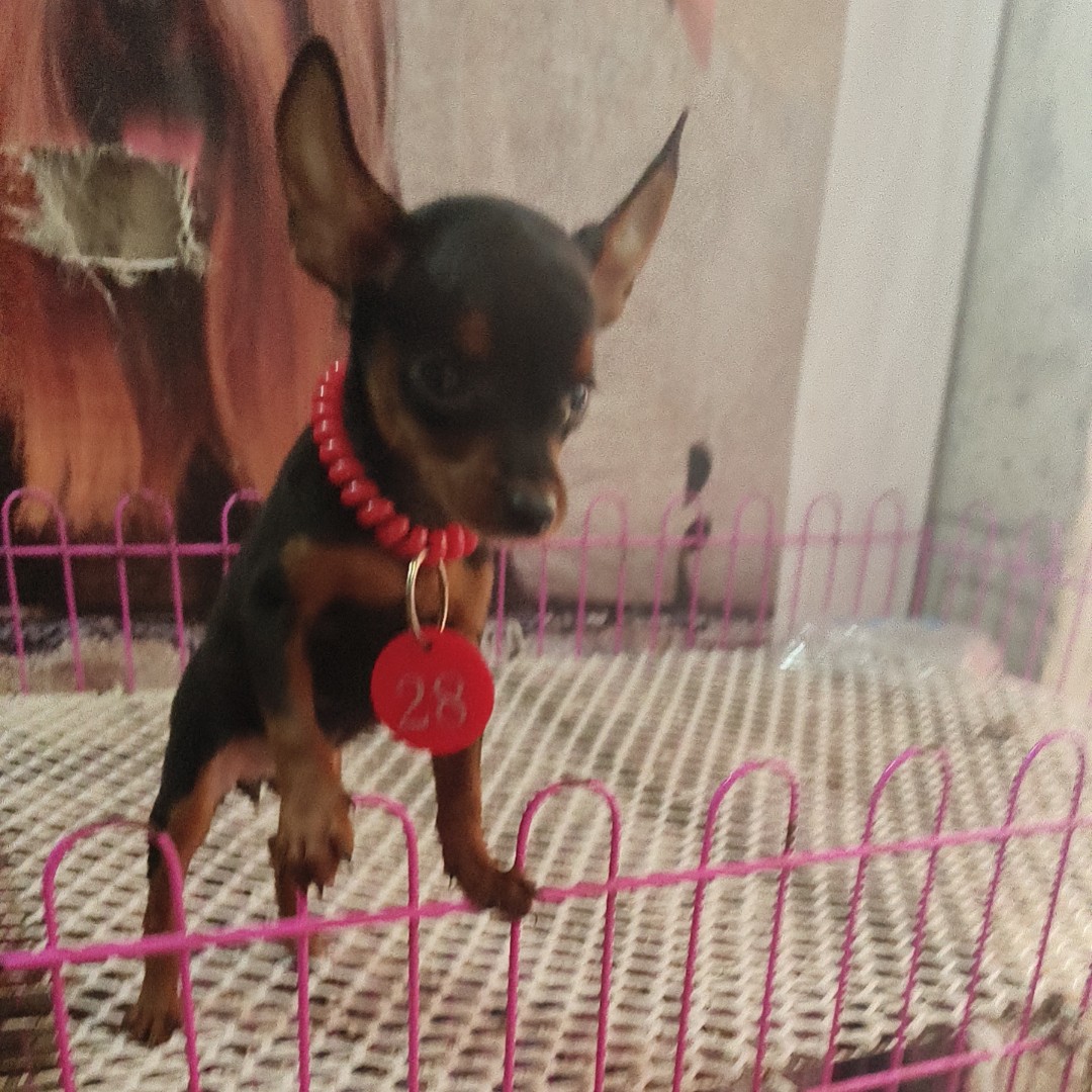 小鹿犬用数字编号手牌