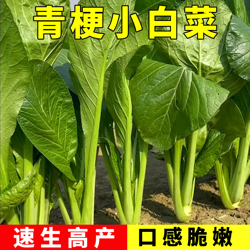 【满5包包邮】青梗小白菜种子四季白菜种籽春秋季鸡毛青菜蔬菜种孑