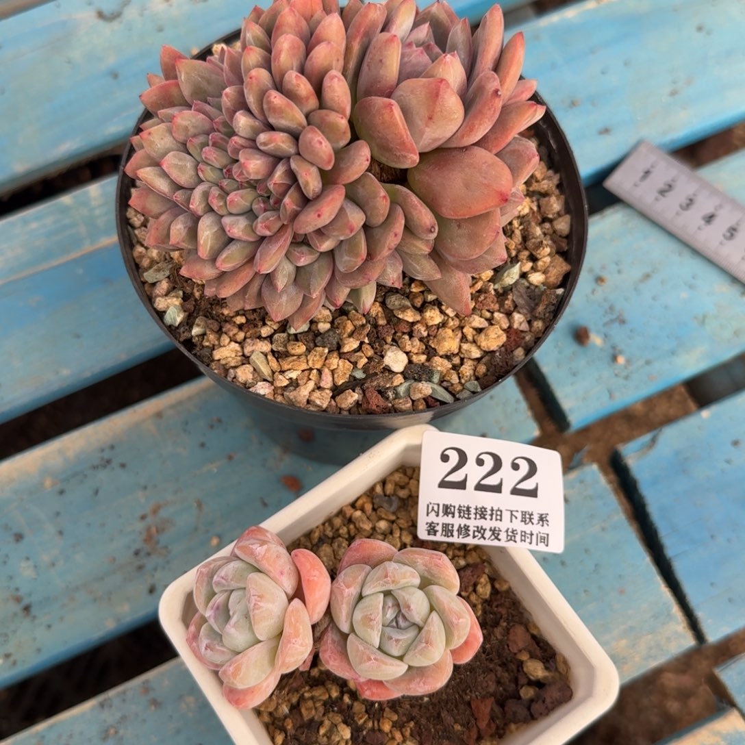 小****222冰玉，凌雪（有砍）两颗打包7-9cm左右