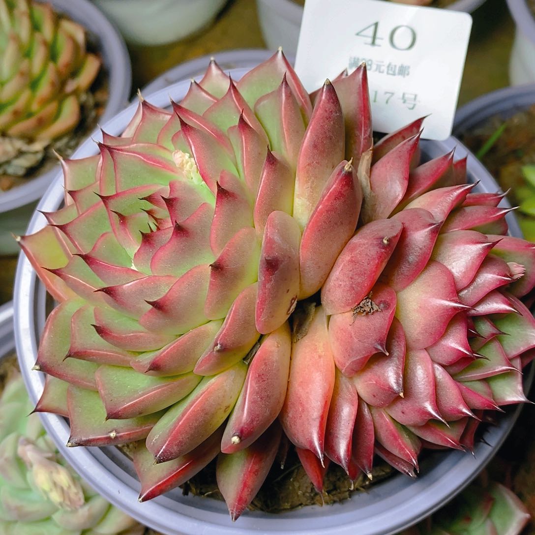 【闪购商品】云40号