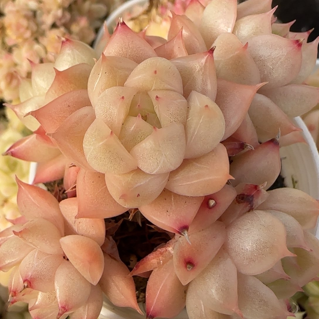 花语逸境0217-477散