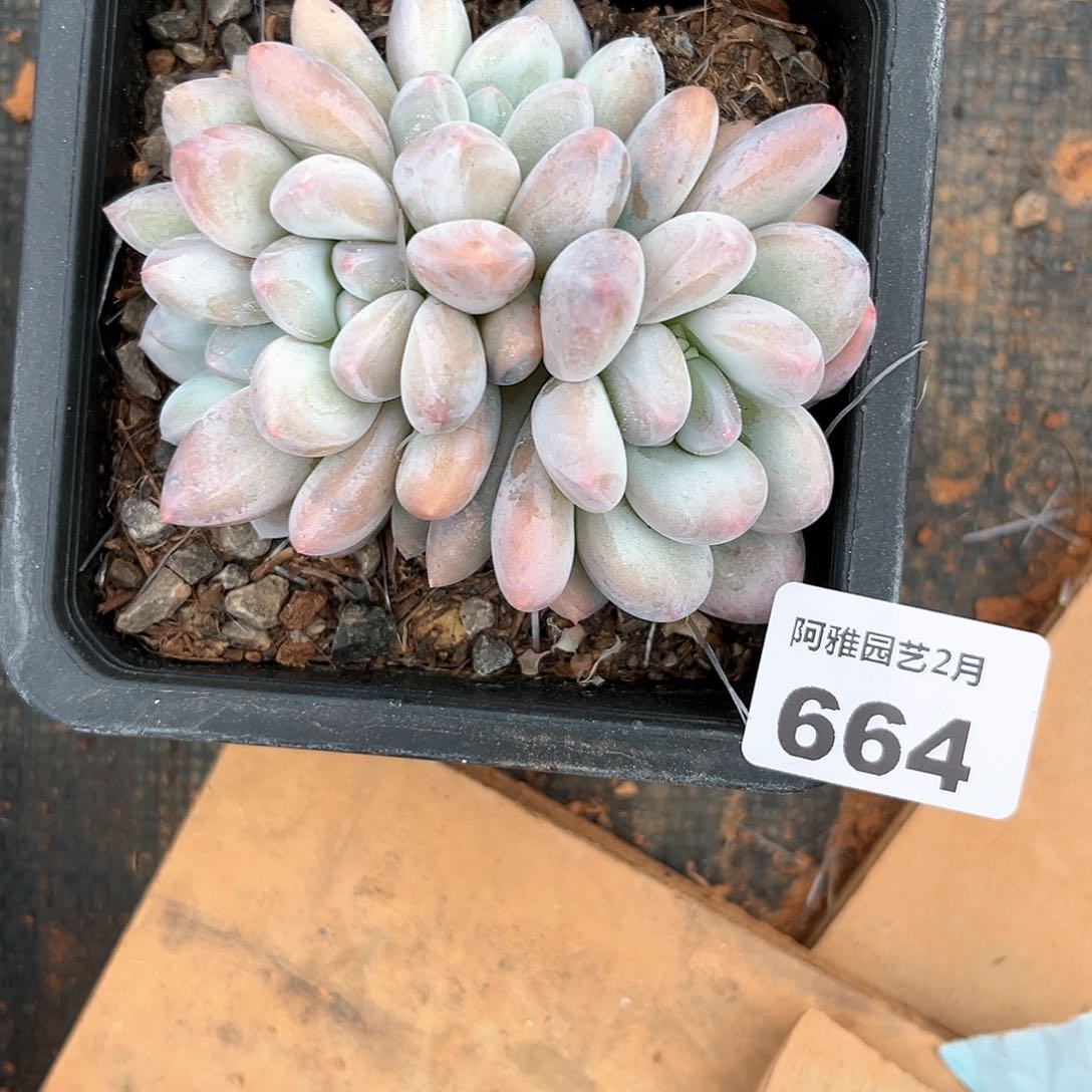 阿雅园艺。      664