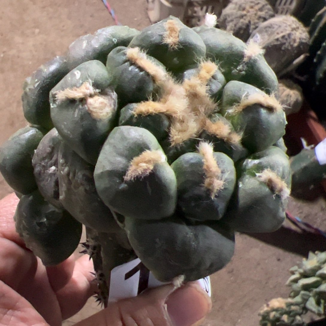 蛋尤光面连山牡丹179