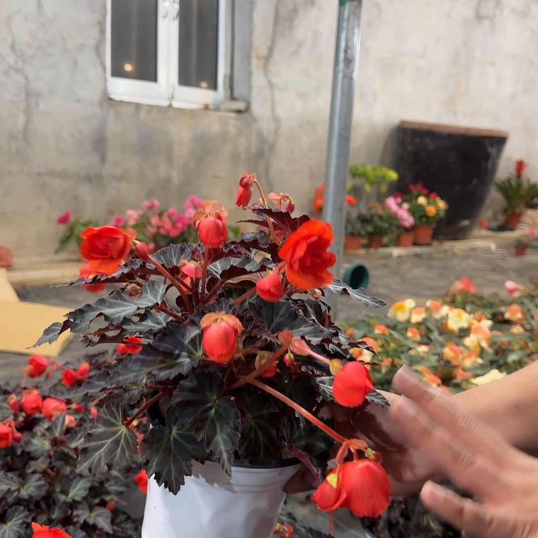 150珊瑚红，掉花折叶正常，介意勿拍，不拍保温冻死不售后