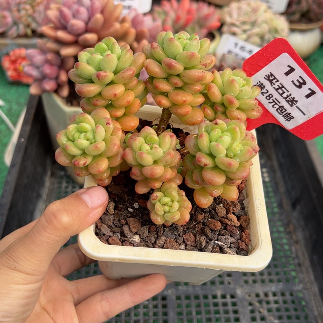 表妹精品多肉植物131.