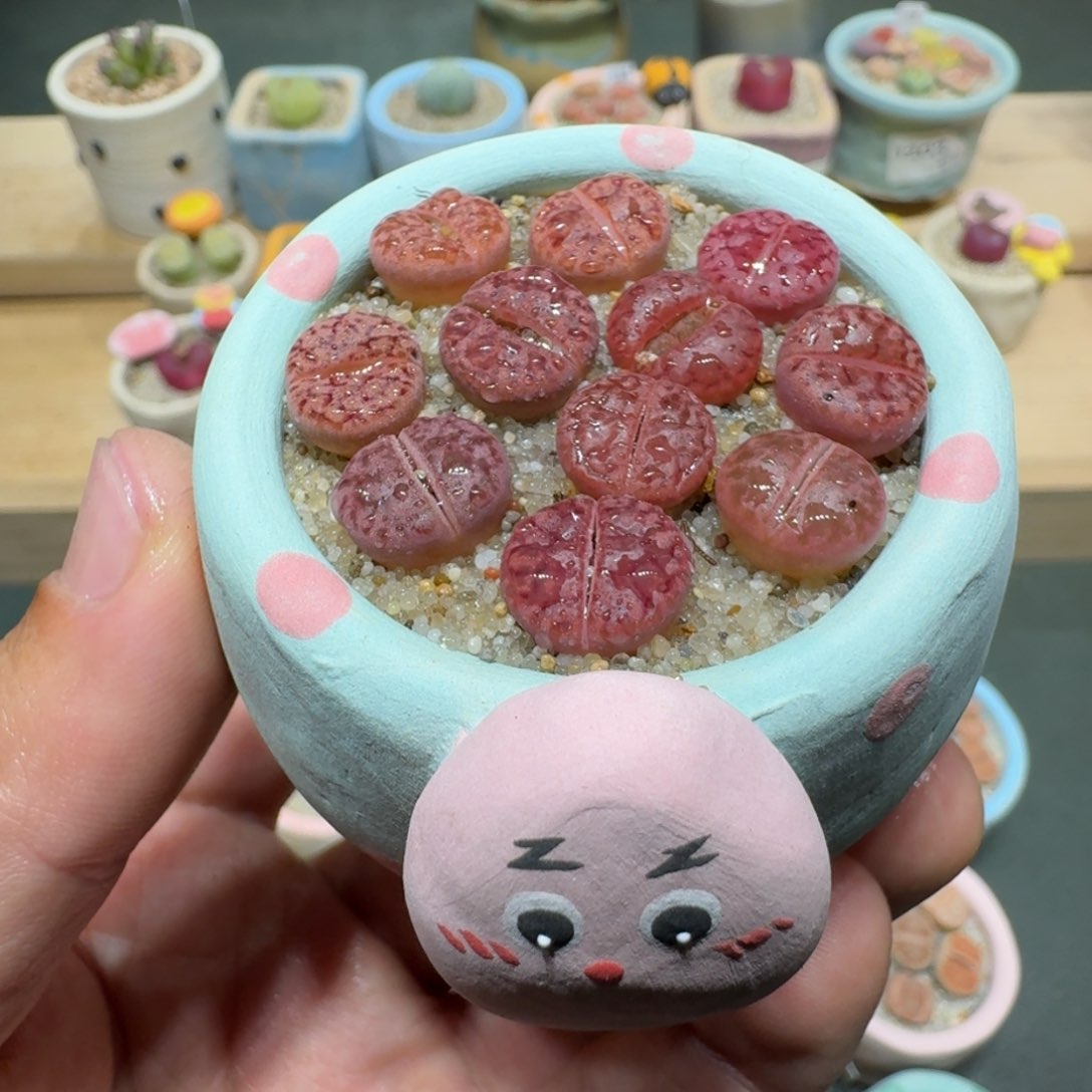 红陶蘑菇313紫折榴