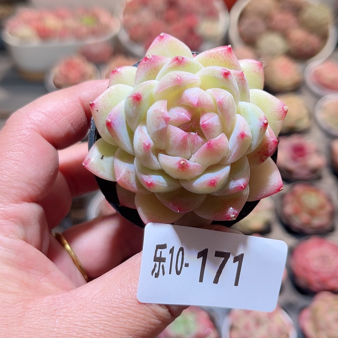 乐10-171 新品单头 