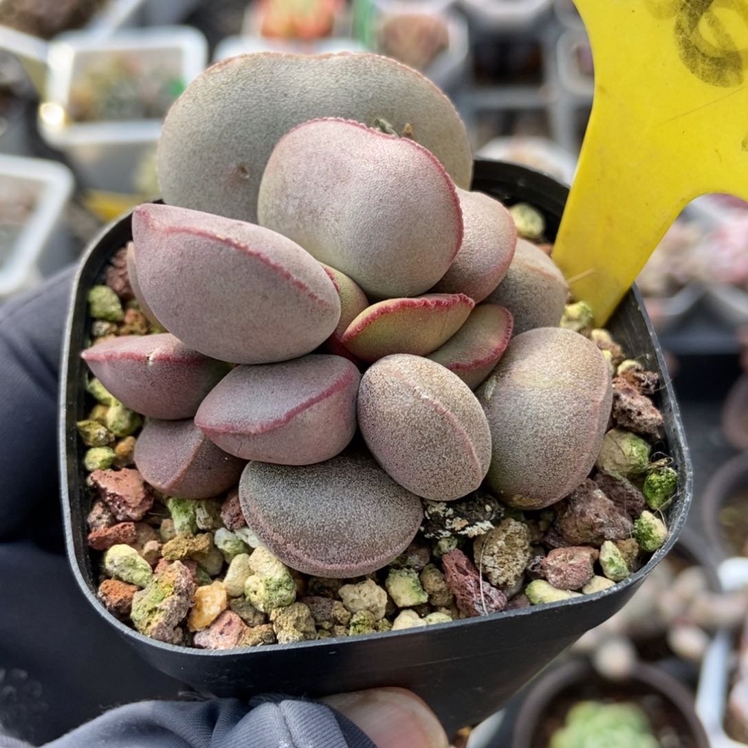 1867红蛋多肉植物保护