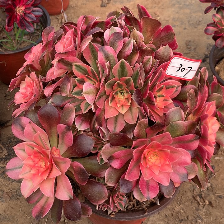 多肉植物香妃有砍307