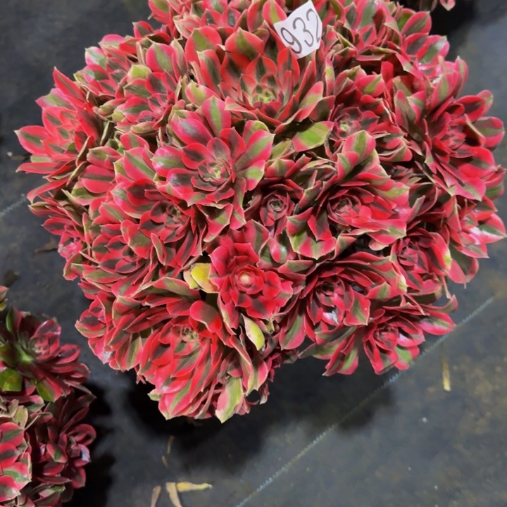 脱***后女妖932000000000